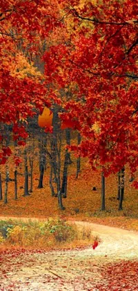 Get lost in the stunning beauty of autumn with this phone live wallpaper