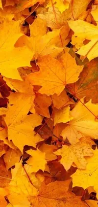 This yellow and orange-themed phone live wallpaper depicts a beautiful autumnal scene