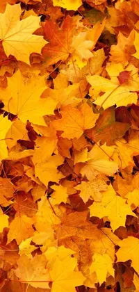 Experience the warmth and beauty of fall with the Yellow Leaves Live Wallpaper for your phone