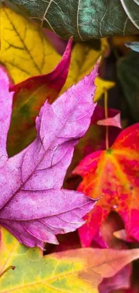 This live wallpaper features a group of colorful and artistic leaves, beautifully arranged to represent the various seasons