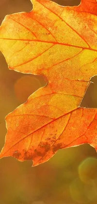 Nature Orange Red Live Wallpaper