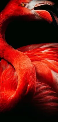 This mobile wallpaper displays a strikingly beautiful photograph of a flamingo, taken by an art photographer