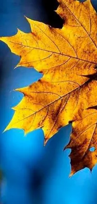 This phone live wallpaper showcases a breathtaking macro photograph of a leaf on a tree in stunning detail
