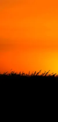 This phone live wallpaper features a beautiful depiction of a giraffe standing in grass during sunset