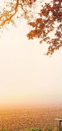 This phone live wallpaper depicts a serene Autumn scene with a bench under a tree on a foggy day