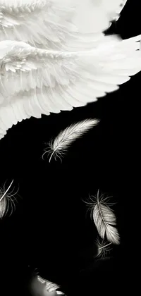 Nature Organism Feather Live Wallpaper