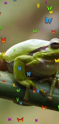Looking for a lively and whimsical live wallpaper for your phone? Look no further than this charming scene of a green frog sitting on a textured tree branch surrounded by colorful butterflies