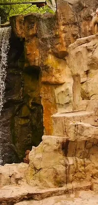 Indulge your love for nature with this lively live wallpaper featuring a monkey perched on a rock by a waterfall surrounded by a natural cave wall