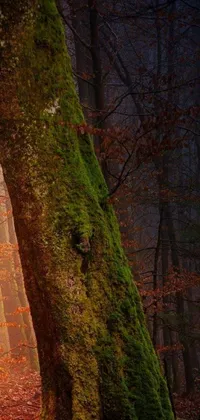 Nature Outdoor Tree Live Wallpaper