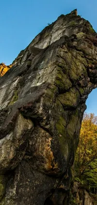 Nature Outdoor Tree Live Wallpaper