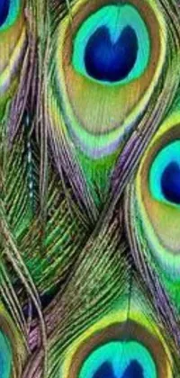 Adorn your phone screen with the mesmerizing beauty of colorful peacock feathers