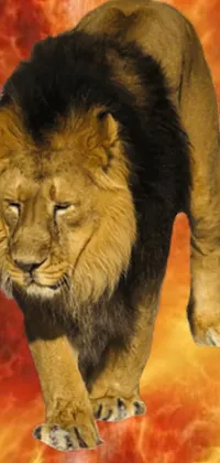 This phone live wallpaper features a stunning close-up of a lion on a fiery background