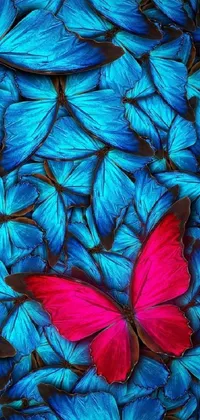 This vibrant phone live wallpaper features a beautiful red butterfly perched atop blue butterflies