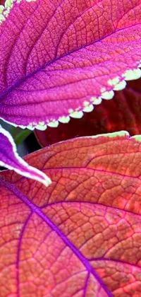 This mobile live wallpaper is a captivating, macro photograph of a purple-leaved plant, perfect for nature lovers and fine art enthusiasts