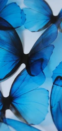 This blue butterfly live wallpaper features an exquisite macro photograph of a group of butterflies on a white surface