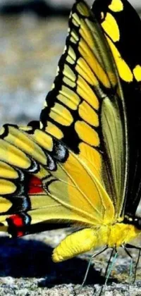 Get fascinated with this stunning yellow and black butterfly live wallpaper by Mandy Jurgens! It features exquisite and handsome wings that flutter gently as you use your phone
