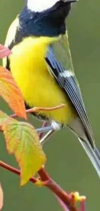 This phone live wallpaper showcases a vibrant and playful scene featuring a small yellow bird perched on a tree branch