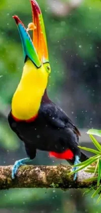 This lively phone live wallpaper features a colorful bird perched on a tree branch, dancing in the rain