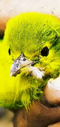 Download this stunning phone live wallpaper of a close-up shot of a person holding a striking green bird with a rounded beak