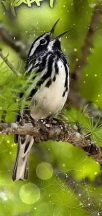 Nature Plant Bird Live Wallpaper