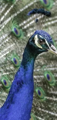 This phone live wallpaper features a stunning close-up of a peacock face with intricate feathers in shades of blue, green, and gold