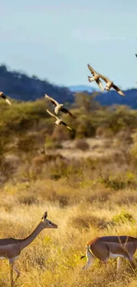 This stunning phone live wallpaper features a herd of antelope on a grassy field in the bushveld, complete with soaring doves and flying bullet shells