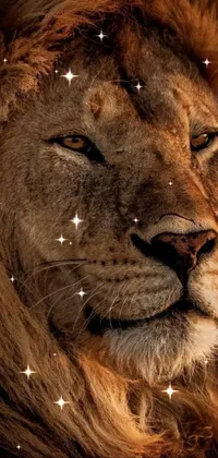 This live phone wallpaper features a stunning close-up of a lion's face, its eyes firmly shut