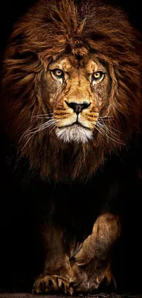 Looking for an awe-inspiring phone wallpaper? Check out this live wallpaper featuring the close-up of a lion's face on a black background