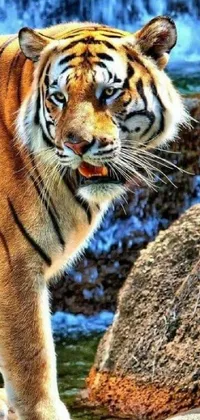 This ferocious phone live wallpaper features an imposing tiger standing atop a rock near a stunning waterfall