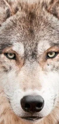 Transform your phone's home screen with this lifelike wolf and pine tree live wallpaper