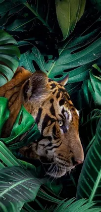 Get ready to transform your phone background with this stunning live wallpaper featuring a close-up of a ferocious tiger surrounded by lush green leaves