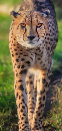 This phone live wallpaper depicts a graceful cheetah walking on a lush green field