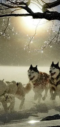 This live wallpaper depicts an epic winter scene of dogs pulling a sled across a snow-covered field