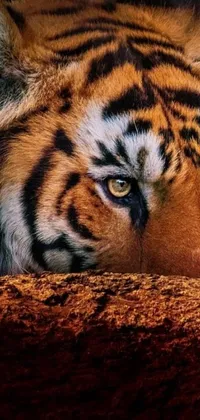 This striking phone live wallpaper showcases a stunning close-up of a majestic tiger lying on the ground with golden eyes