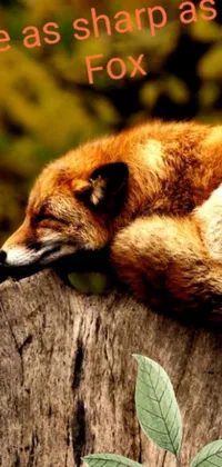Transform your phone's lock screen with this stunning live wallpaper of a sleeping fox on a tree stump