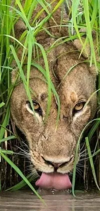 Looking for a stunning phone live wallpaper? Look no further than this National Geographic image of a lion sticking its tongue out of the water! Perfectly photorealistic, this wallpaper features the majestic big cat hidden amongst the high grass and obstacles, including a playful expression that lends a sense of whimsy to the scene