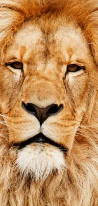This stunning <a href="/">phone live wallpaper</a> showcases a hyperrealistic close-up of a lion&#39;s face