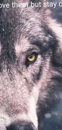 This phone live wallpaper showcases a gorgeous image of a wolf with piercing yellow eyes, set against an intricate crypto-inspired background