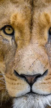This stunning phone live wallpaper showcases a close-up of a lion lying on the ground, celebrating the frontal portrait of the king of the jungle