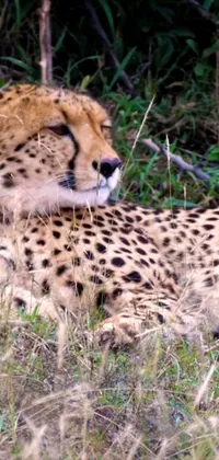 Enhance your phone's display with a mesmerizing live wallpaper of a cheetah in its natural habitat