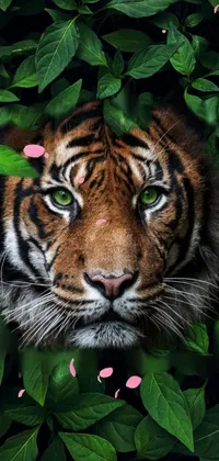 This is a stunning phone live wallpaper featuring a close-up, photorealistic painting of a tiger set against a lush green background