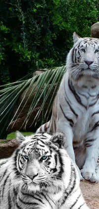 This lively phone wallpaper showcases two regal white tigers lounging peacefully by each other's side