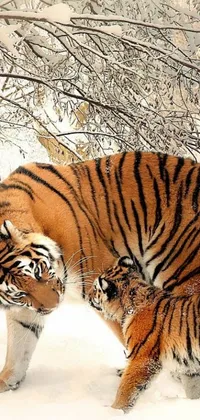 This live wallpaper depicts two tigers together in a snowy setting, rendered digitally for a realistic appearance