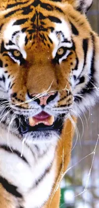 This live phone wallpaper showcases a stunningly close view of a tiger inside a cage