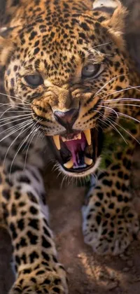 This live wallpaper features a fierce leopard in a frontal close-up, with its mouth open and sharp teeth showing