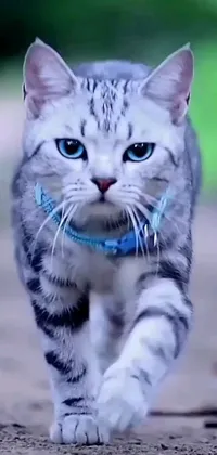 Get ready to elevate your phone's look with this stunning live wallpaper! Featuring a beautiful blue and silver cat running towards the camera on a rustic ground, this digital art is sure to make you smile every time you unlock your phone