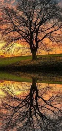 This stunning phone live wallpaper features a majestic tree reflecting on rippling water at sunset