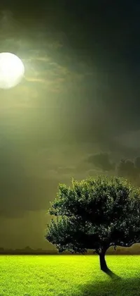 This live wallpaper features a single tree in a grassy meadow under a full moon, offering peaceful and serene ambiance