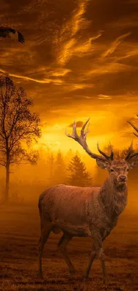 Introduce the phone live wallpaper of a deer standing gracefully in green grass, featured on a high-quality red sky fantasy stock photo