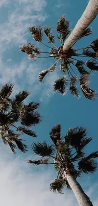 Beautiful live wallpaper featuring two palm trees standing side by side, with their lush green branches reaching towards the sky